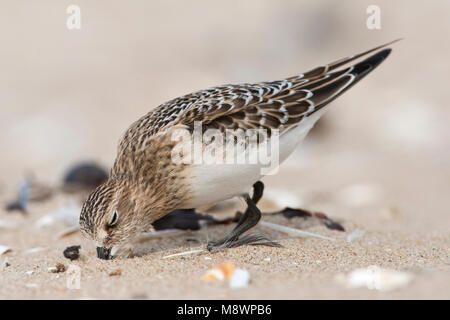 Bairds Strandloper, Bairds Sandpiper, Calidris bairdii Stockfoto