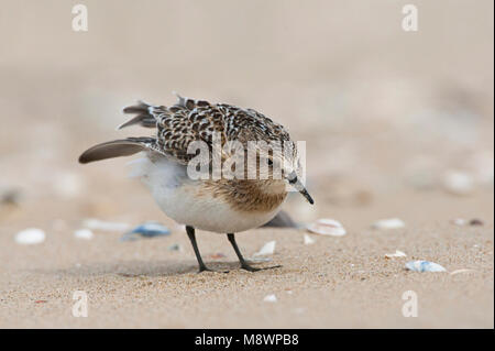 Bairds Strandloper, Bairds Sandpiper, Calidris bairdii Stockfoto