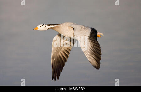 Bar-headed Goose im Flug Stockfoto