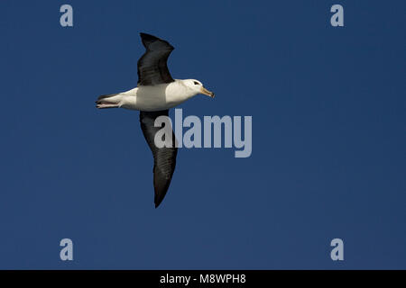 Unreife Schwarz der tiefsten Albatros fliegen über offenen Ozean; onvolwassen Wenkbrauwalbatros vliegend Boven de Oceaan Stockfoto