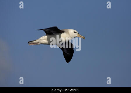 Unreife Schwarz der tiefsten Albatros fliegen über offenen Ozean; onvolwassen Wenkbrauwalbatros vliegend Boven de Oceaan Stockfoto