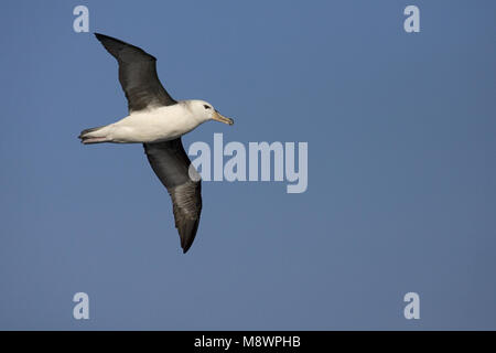 Onvolwassen Wenkbrauwalbatros vliegend Boven de Oceaan; unreif Schwarz der tiefsten Albatros fliegen über offenen Ozean; Stockfoto