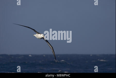 Unreife Schwarz der tiefsten Albatros fliegen über offenen Ozean; onvolwassen Wenkbrauwalbatros vliegend Boven de Oceaan Stockfoto