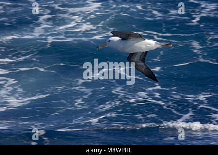 Unreife Schwarz der tiefsten Albatros fliegen über offenen Ozean; onvolwassen Wenkbrauwalbatros vliegend Boven de Oceaan Stockfoto