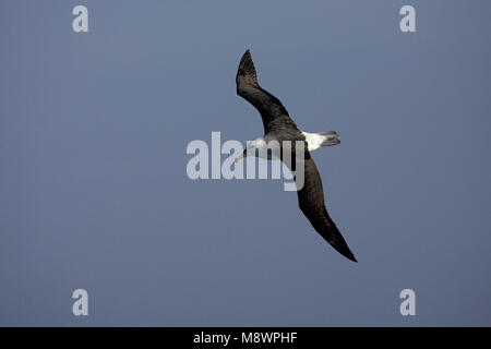 Unreife Schwarz der tiefsten Albatros fliegen über offenen Ozean; onvolwassen Wenkbrauwalbatros vliegend Boven de Oceaan Stockfoto