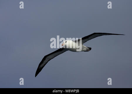 Nach Schwarz-tiefsten Albatros fliegen über blauen Himmel; volwassen Wenkbrauwalbatros vliegend tegen Blauwe lucht Stockfoto