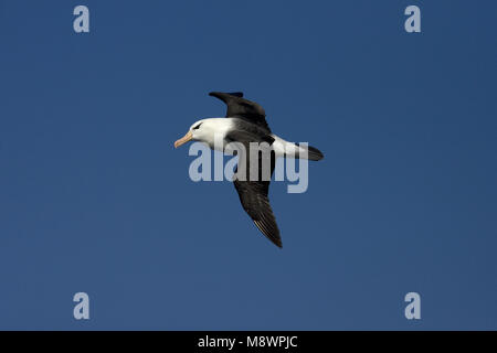 Nach Schwarz-tiefsten Albatros fliegen über blauen Himmel; volwassen Wenkbrauwalbatros vliegend tegen Blauwe lucht Stockfoto