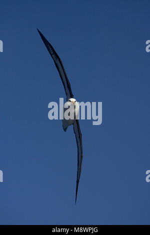 Nach Schwarz-tiefsten Albatros fliegen oben offenen Ozean gegen den blauen Himmel; volwassen Wenkbrauwalbatros vliegend Boven de oceaan tegen Blauwe lucht Stockfoto