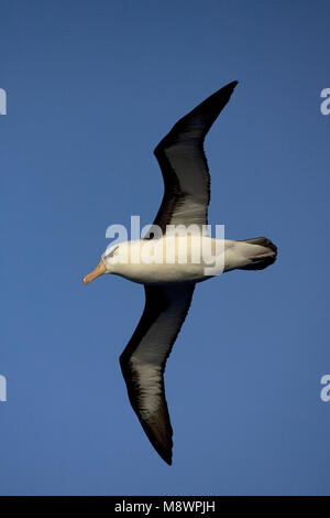 Nach Schwarz-tiefsten Albatros fliegen oben offenen Ozean gegen den blauen Himmel; volwassen Wenkbrauwalbatros vliegend Boven de oceaan tegen Blauwe lucht Stockfoto