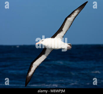 Wenkbrauwalbatros volwassen vliegend tegen Blauwe lucht; Schwarz der tiefsten Albatross nach oben blauer Himmel fliegen Stockfoto