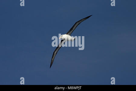 Nach Schwarz-tiefsten Albatros fliegen gegen den blauen Himmel; volwassen Wenkbrauwalbatros vliegend tegen Blauwe lucht Stockfoto