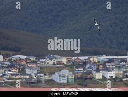 Nach Schwarz-tiefsten Albatros fliegen im Hafen Ushuaia Argentinien; volwassen Wenkbrauwalbatros vliegend im Hafen Ushuaia Argentinië Stockfoto