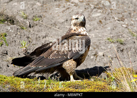 Onvolwassen Arendbuizerd Grijze; unreif Schwarz-chested Bussard - Adler Stockfoto