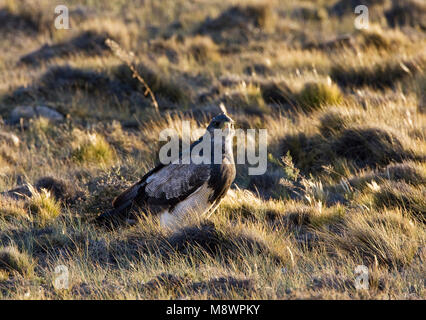 Grijze Arendbuizerd zittend in Gras; Schwarz-chested Buzzard-Eagle im Gras sitzend Stockfoto