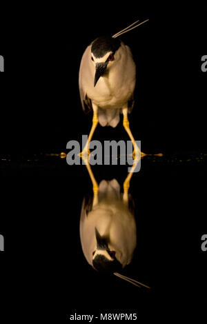 Kwak staand met spiegelbeeld; Schwarz - gekrönte Night-Heron stehend mit Reflektion Stockfoto