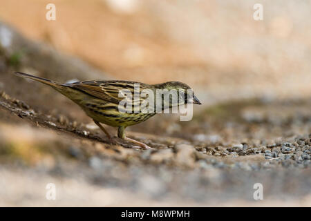 Schwarz-faced Bunting Nahrungssuche auf dem Boden im citypark Tokyo; Maskergors foeragerend Op de in De Kerselaer Tokio grond Stockfoto