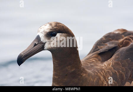 Zwartvoetalbatros close-up; Schwarz-füßiges Albatross portrait Stockfoto