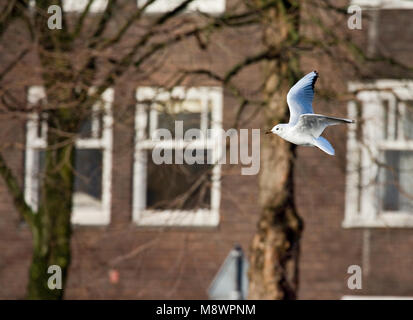 Lachmöwe in Grachten von Amsterdam fliegen; Kokmeeuw vliegend Tür Amsterdamer Gracht Stockfoto