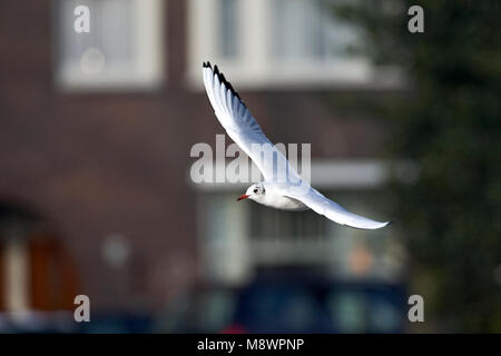 Kokmeeuw vliegend Tür Amsterdamer Gracht; Lachmöwe fliegen in Amsterdam Canal; Stockfoto