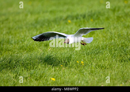 In Kokmeeuw vlucht; Gemeinsame Lachmöwe im Flug Stockfoto