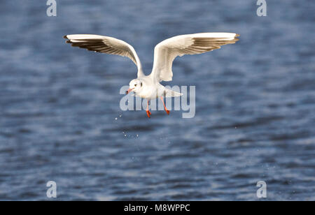 Kokmeeuw winterkleed volwassen Vliegend; Gemeinsame Lachmöwe nach Winter fliegen Stockfoto