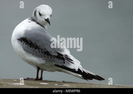 Schwarz-legged Dreizehenmöwe unreifen stehend; Drieteenmeeuw onvolwassen staand Stockfoto