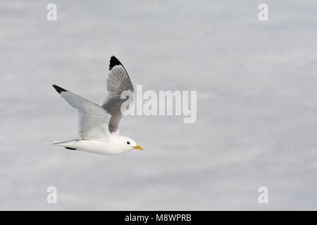 Drieteenmeeuw; Schwarz-legged Dreizehenmöwe, Rissa tridactyla Stockfoto