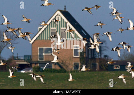 Groep Grutto in de vlucht in Hollands landschap; Herde der Uferschnepfe im Flug in der niederländischen Landschaft Stockfoto