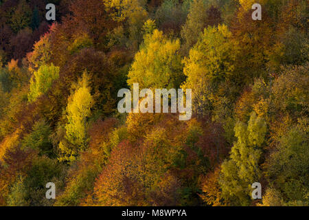 Buntes Laub in einem Wald im Apuseni Gebirge, Trasylvania, Rumänien im Herbst Zeit Diverse Stockfoto