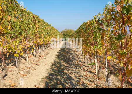 Weinberg im Herbst, Pfad zwischen zwei Rebzeilen mit gelben und grünen Blätter an einem sonnigen Tag Stockfoto