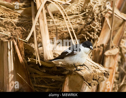 Balkanvliegenvanger mannetje zittend op palmtak; Semi-collared Schopftyrann männlichen thront auf palmbranch Stockfoto