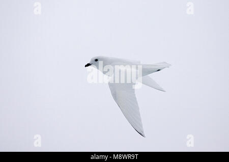 Weniger Schnee Petrel fliegen; Sneeuwstormvogel vliegend Stockfoto