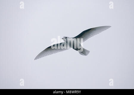 Weniger Schnee Petrel fliegen; Sneeuwstormvogel vliegend Stockfoto