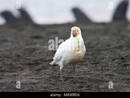 Snowy Sheathbill Zuidpoolkip; Stockfoto