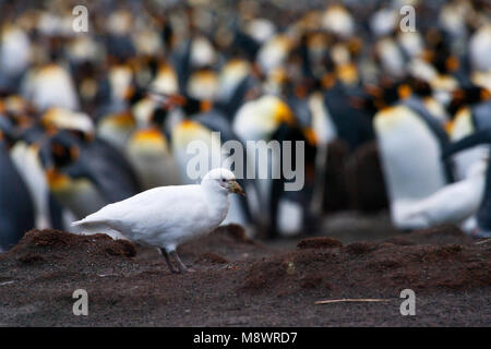 Snowy Sheathbill Zuidpoolkip; Stockfoto