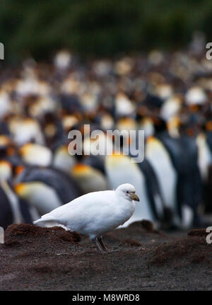 Snowy Sheathbill Zuidpoolkip; Stockfoto