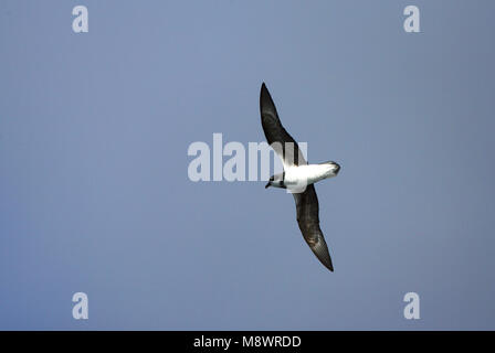 In Donsstormvogel vlucht; Soft-plumaged Petrel im Flug Stockfoto