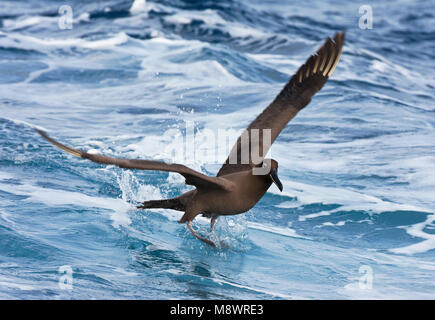 Zwarte Albatros opvliegend; verrußte Albatros fliegen aus Stockfoto