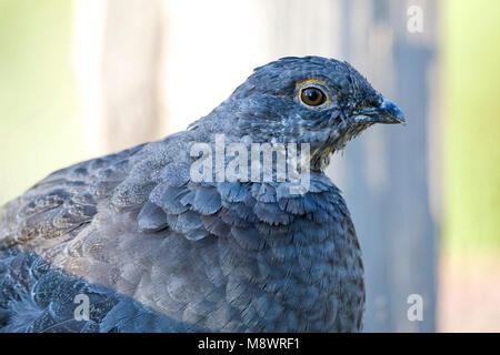 Verrußtes Grouse thront auf Seite der Straße Stockfoto