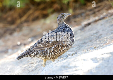 Verrußtes Grouse thront auf Seite der Straße Stockfoto