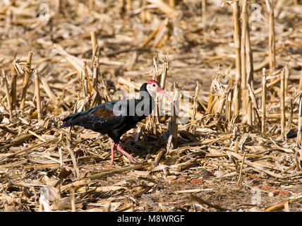 Kaapse Ibis, südlichen Kahlen Ibis, Geronticus calvus Stockfoto