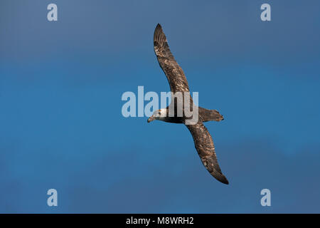 Zuidelijke Reuzenstormvogel vliegend; Südliche Giant Petrel fliegen Stockfoto