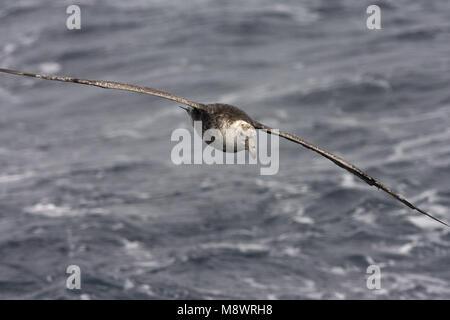 Zuidelijke Reuzenstormvogel vliegend; Südliche Giant Petrel fliegen Stockfoto