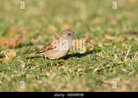 Mosambik - mus, südlichen Graue Sparrow, Passer diffusus Stockfoto