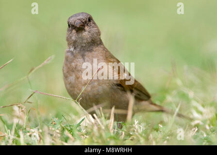 Mosambik - mus, südlichen Graue Sparrow, Passer diffusus Stockfoto