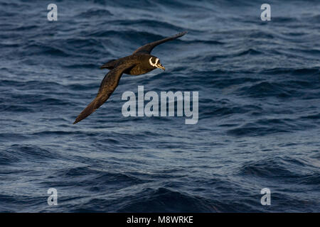 Spectacled Petrel erwachsenen Fliegen in der Nähe von Tristan da Cunha Stockfoto