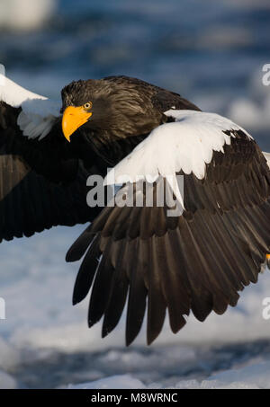 Steller - zeearend, Steller's Sea Eagle, Haliaeetus pelagicus Stockfoto