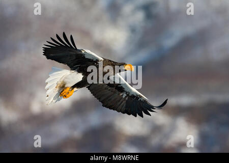 Steller - zeearend, Steller's Sea Eagle, Haliaeetus pelagicus Stockfoto