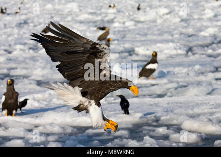 Steller - zeearend, Steller's Sea Eagle, Haliaeetus pelagicus Stockfoto