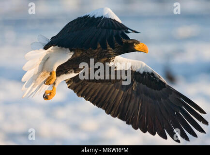 Stellers Sea - Adler nach Fliegen; Steller - zeearend volwassen Vliegend Stockfoto